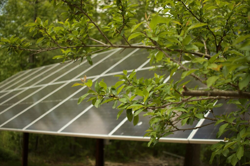 Branch with green leaves in foreground and solar panels visible on a tilted roof in the background, outdoors.