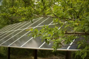 Branch with green leaves in foreground and solar panels visible on a tilted roof in the background, outdoors.
